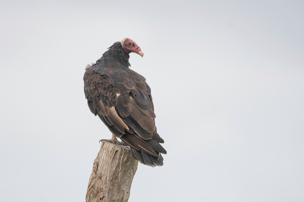 Turkey Vulture - ML613786161