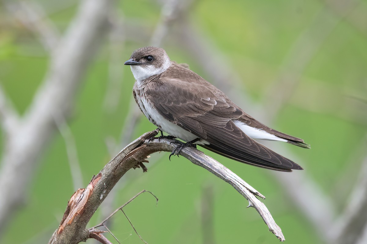 Brown-chested Martin - ML613786182