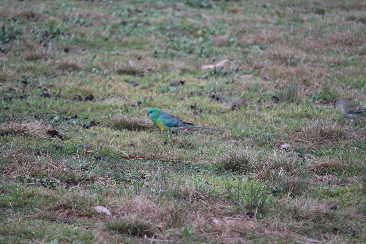 Red-rumped Parrot - ML613786560
