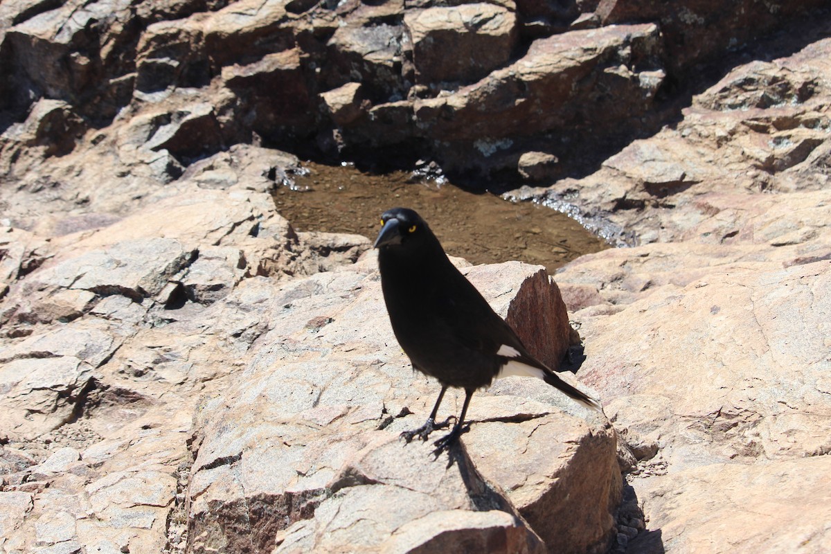 Pied Currawong - ML613786690