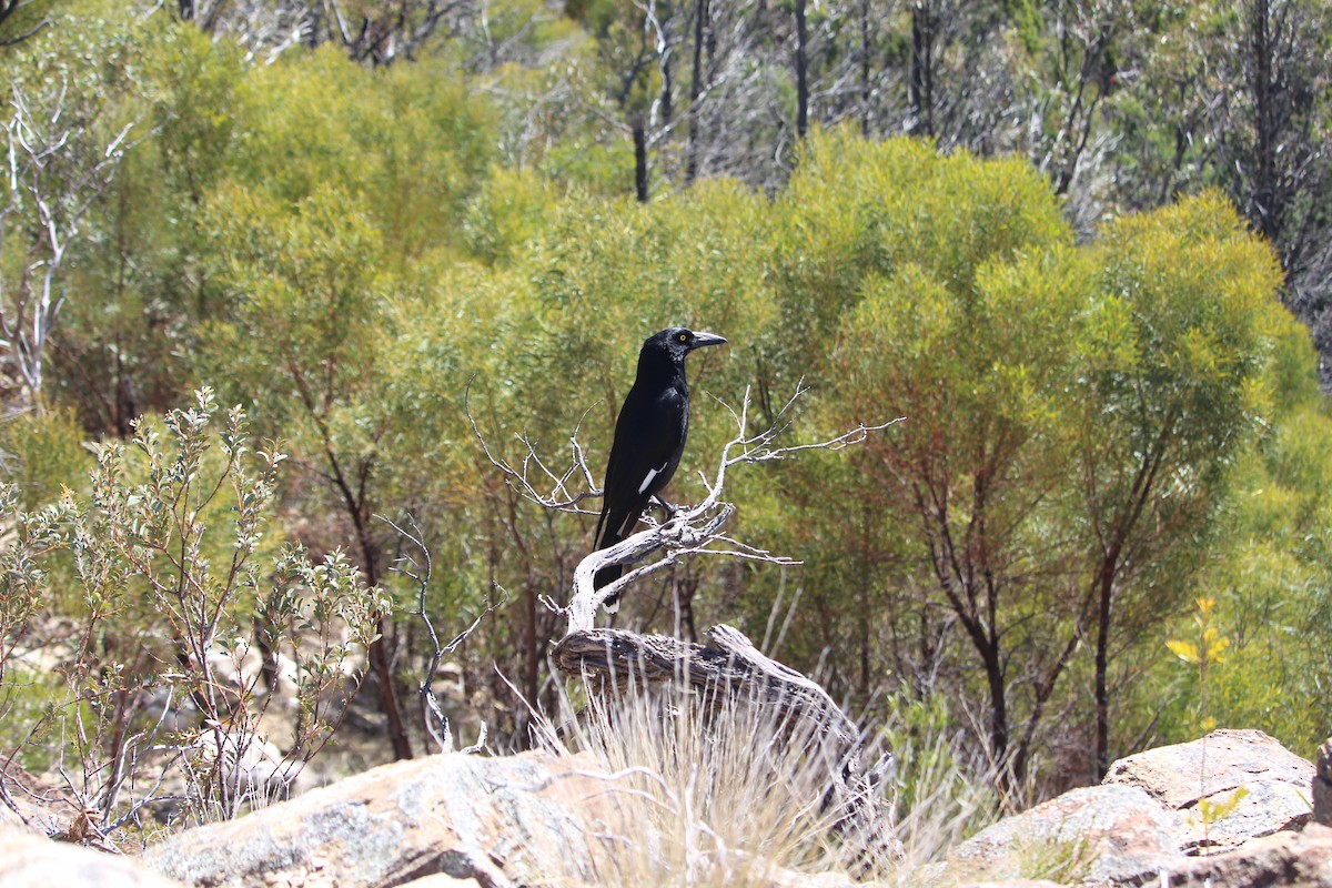 Pied Currawong - ML613786691