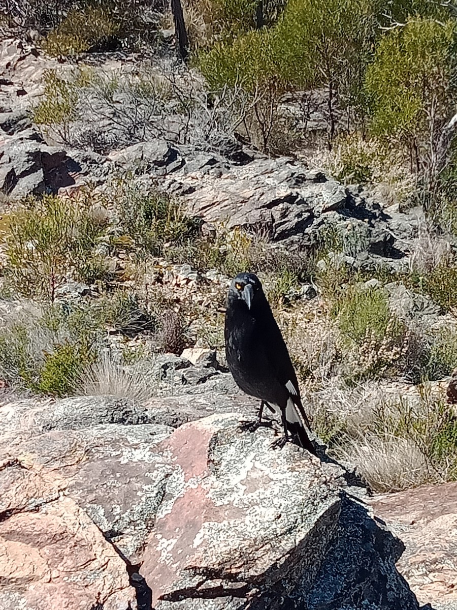 Pied Currawong - ML613786692