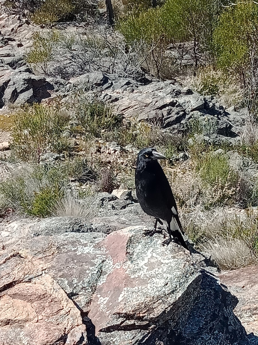 Pied Currawong - ML613786693