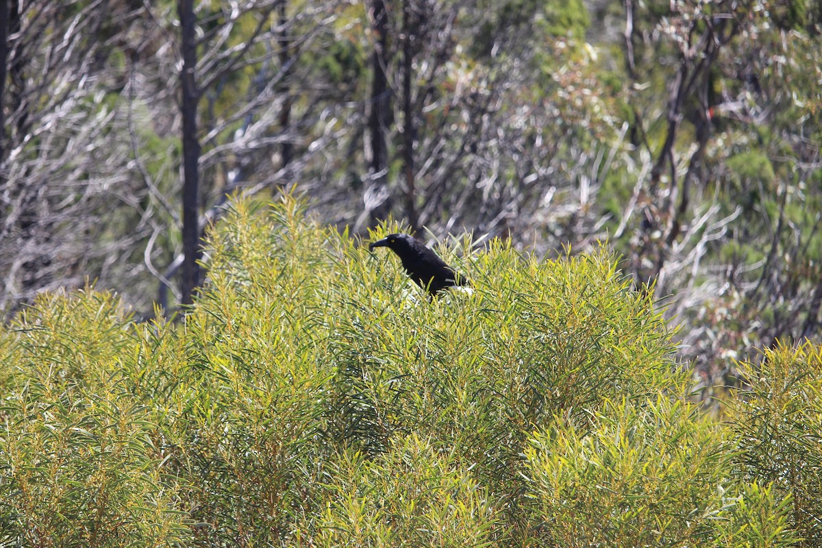 Pied Currawong - ML613786694