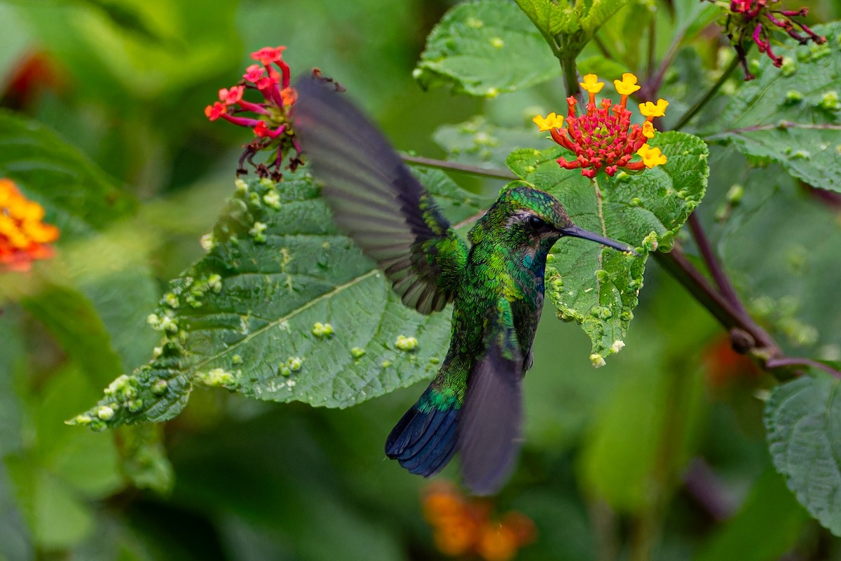 kolibřík modroocasý - ML613786708