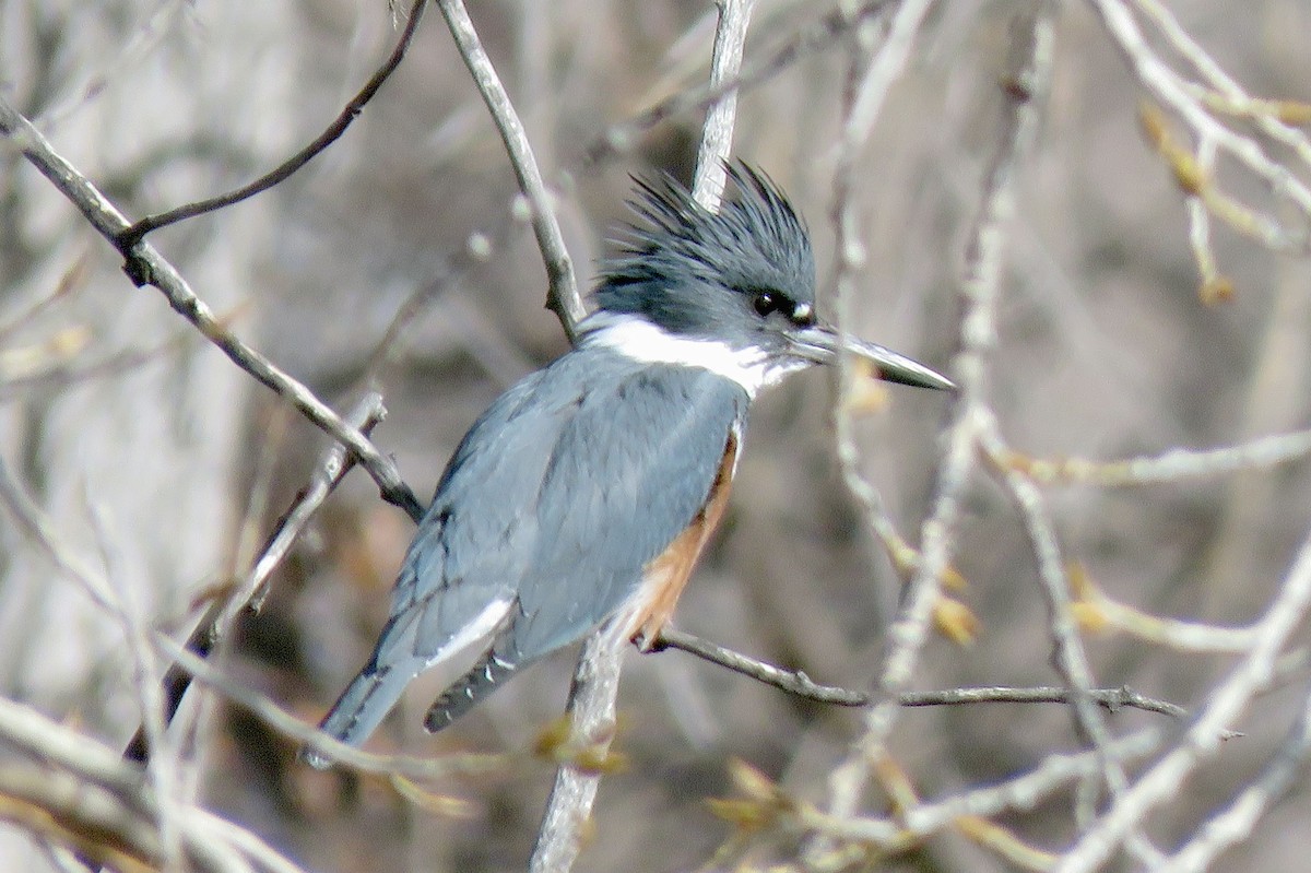 Belted Kingfisher - ML613787124