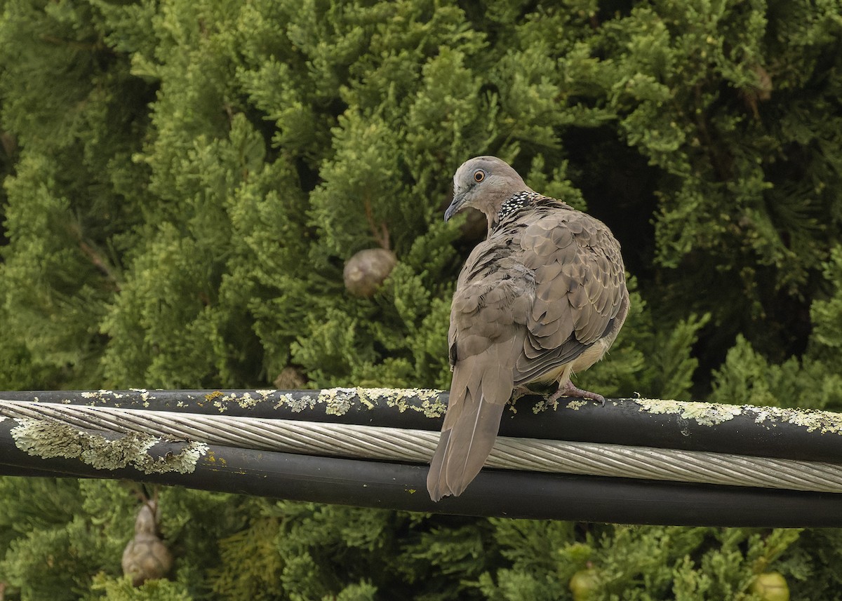 Spotted Dove - ML613787180