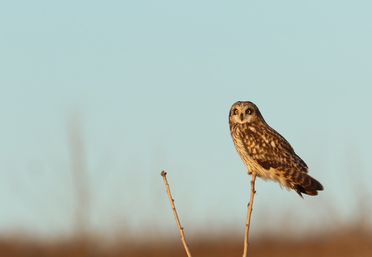 Ebird Checklist Jan Bear Run Mine Species