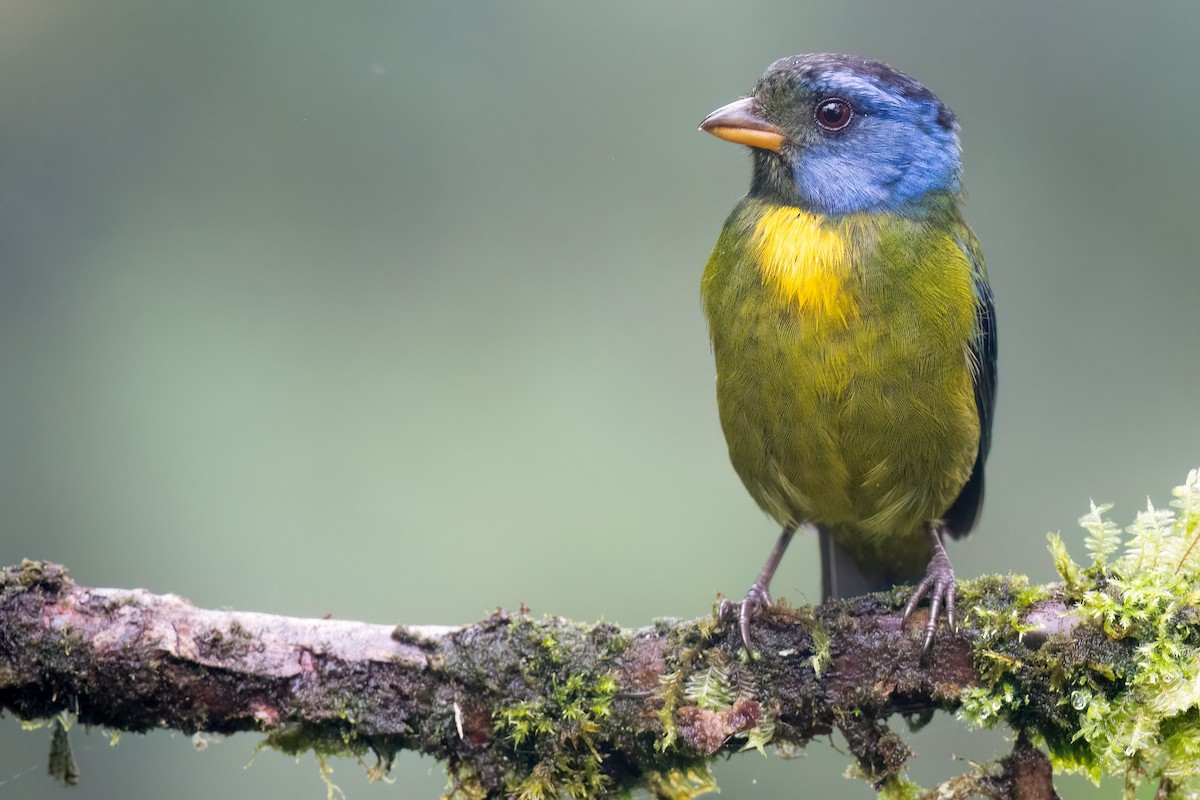 Moss-backed Tanager - ML613787338