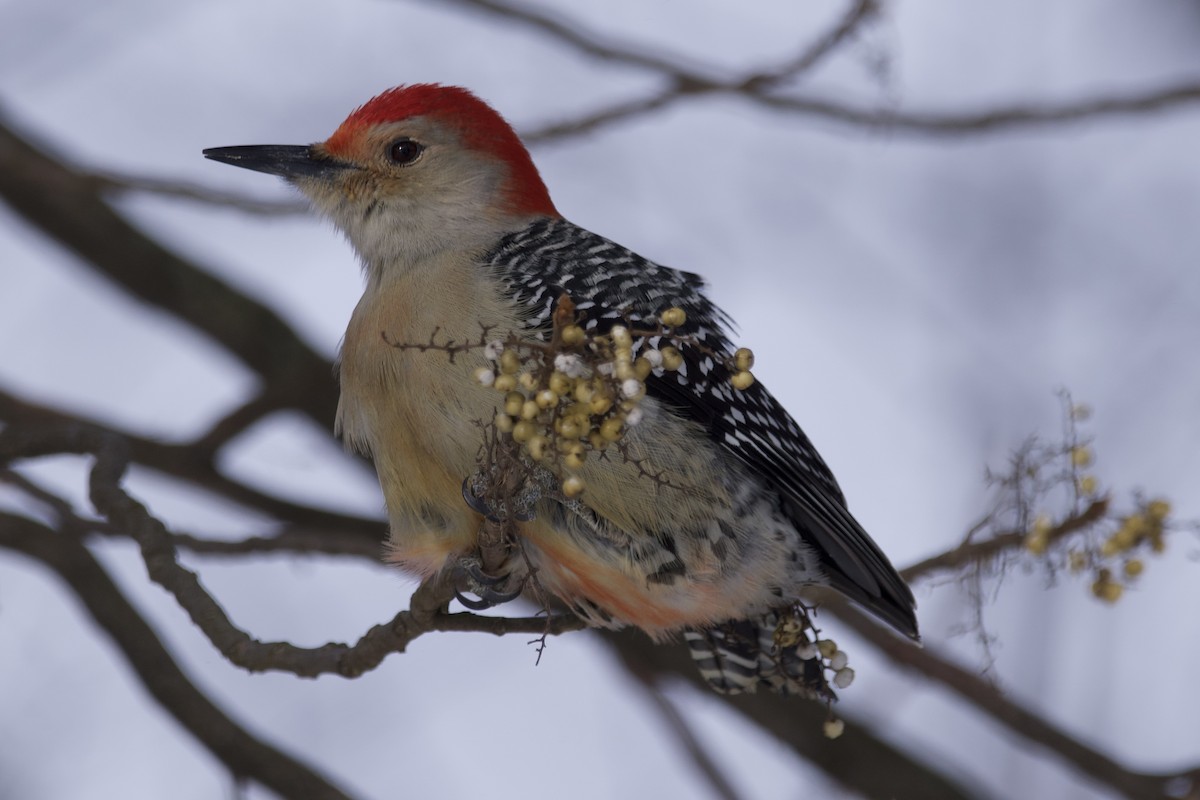 Red-bellied Woodpecker - ML613787381