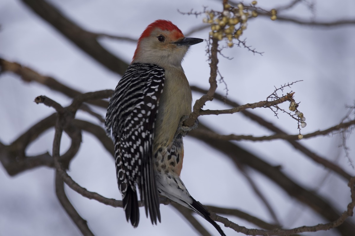 Red-bellied Woodpecker - ML613787382