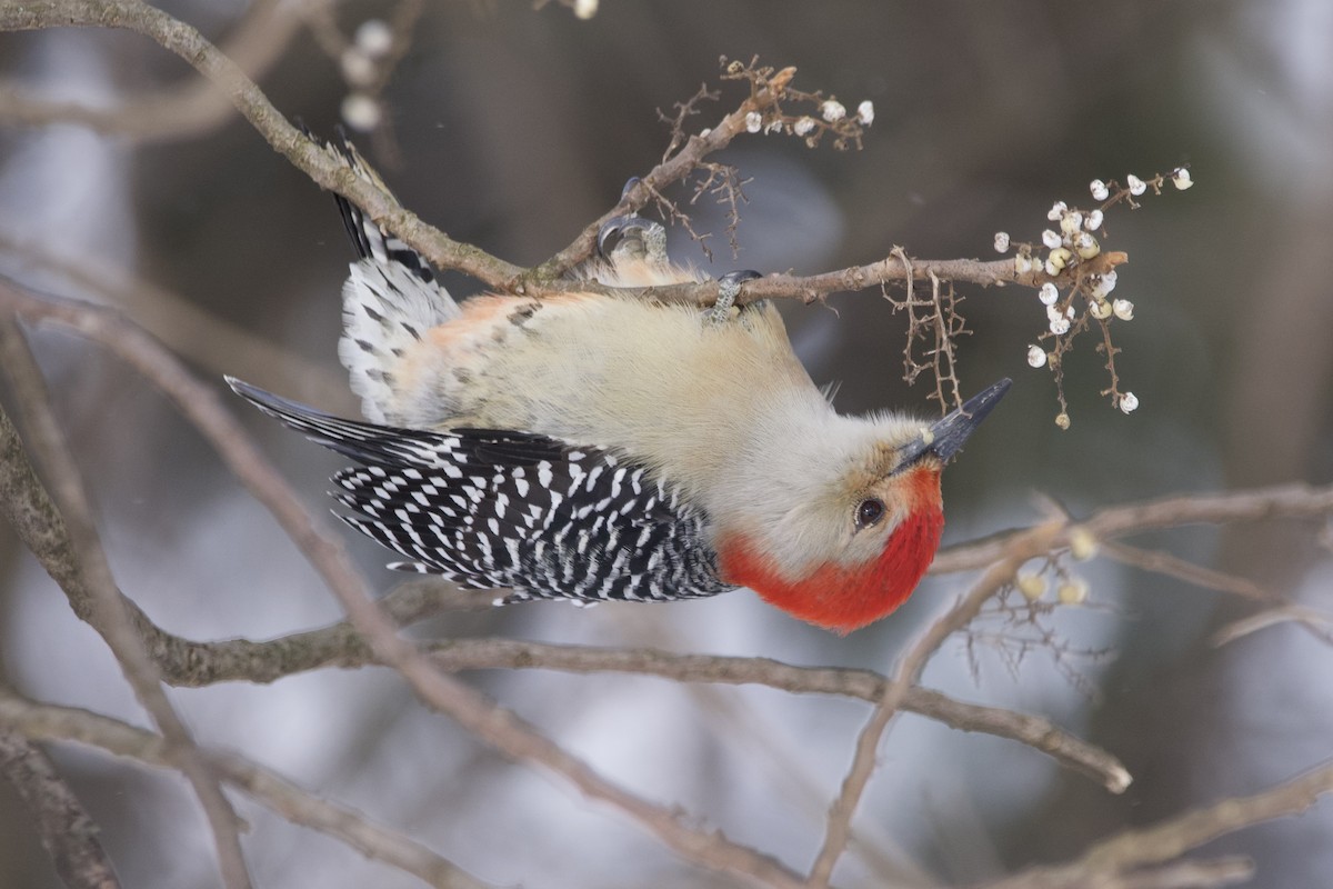 Red-bellied Woodpecker - ML613787385