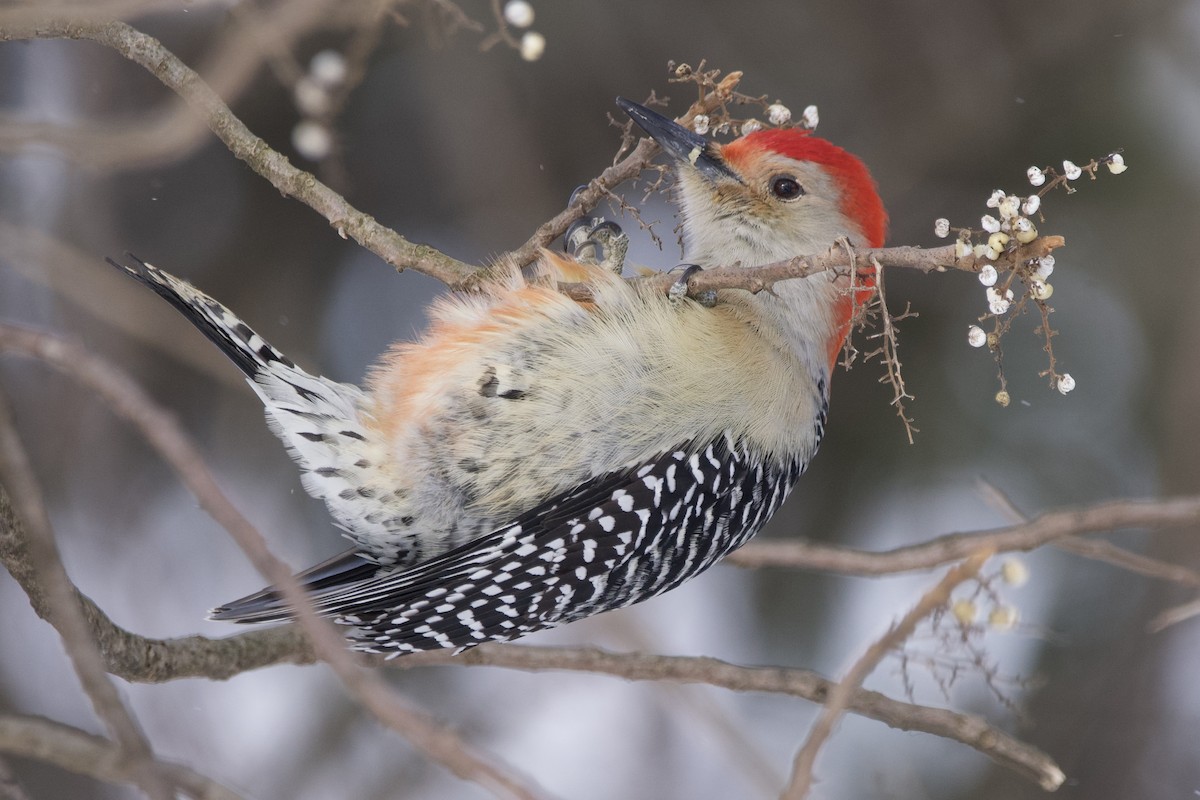 Red-bellied Woodpecker - ML613787386