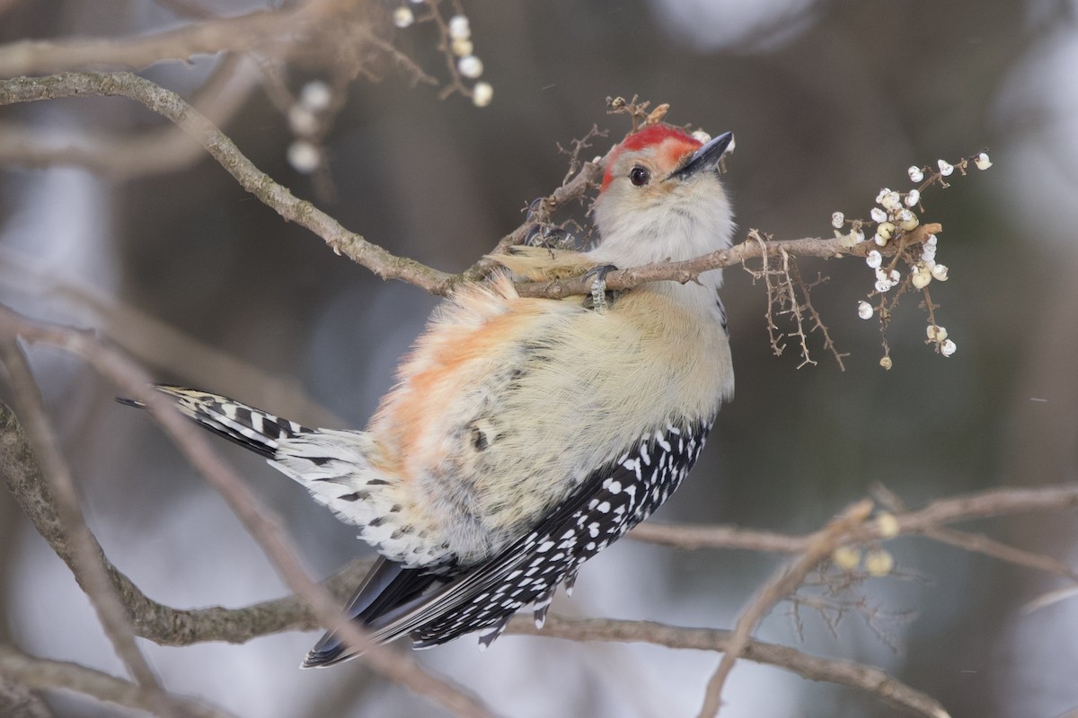 Red-bellied Woodpecker - ML613787389
