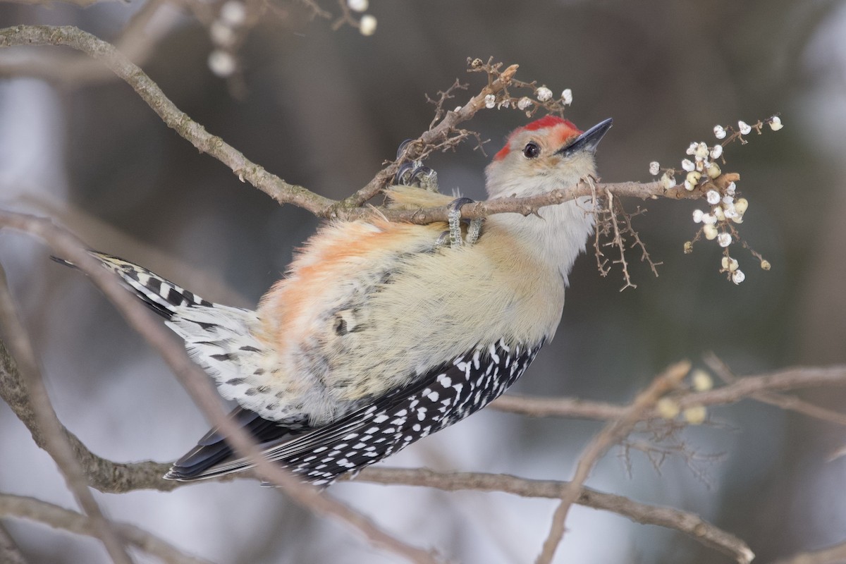 Red-bellied Woodpecker - ML613787390