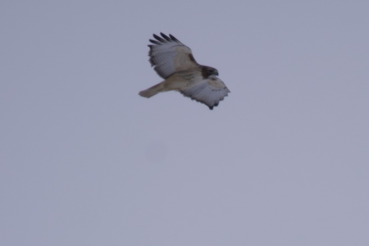 Red-tailed Hawk - ML613787424