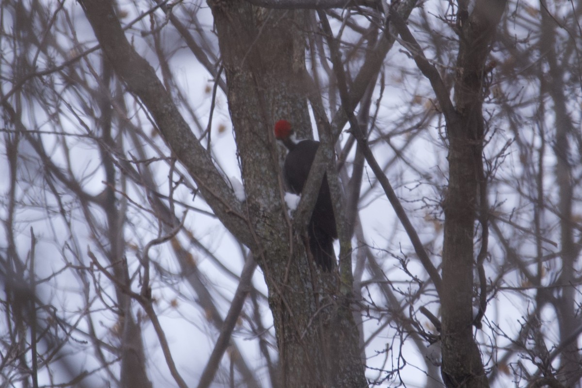 Pileated Woodpecker - Greg Hertler