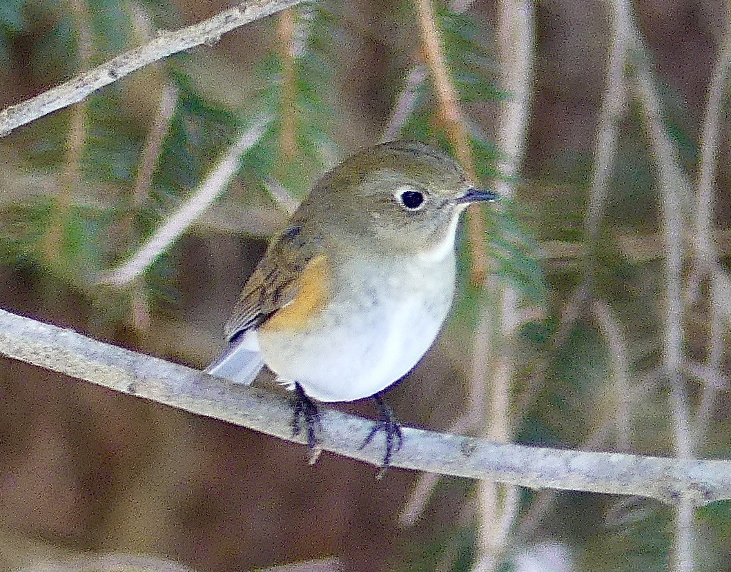 Red-flanked Bluetail - ML613787471