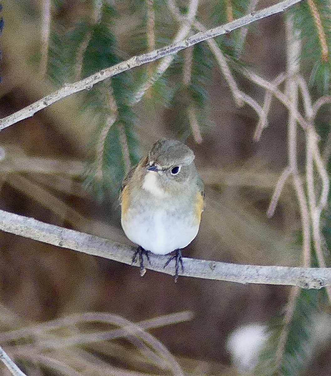 Red-flanked Bluetail - ML613787472