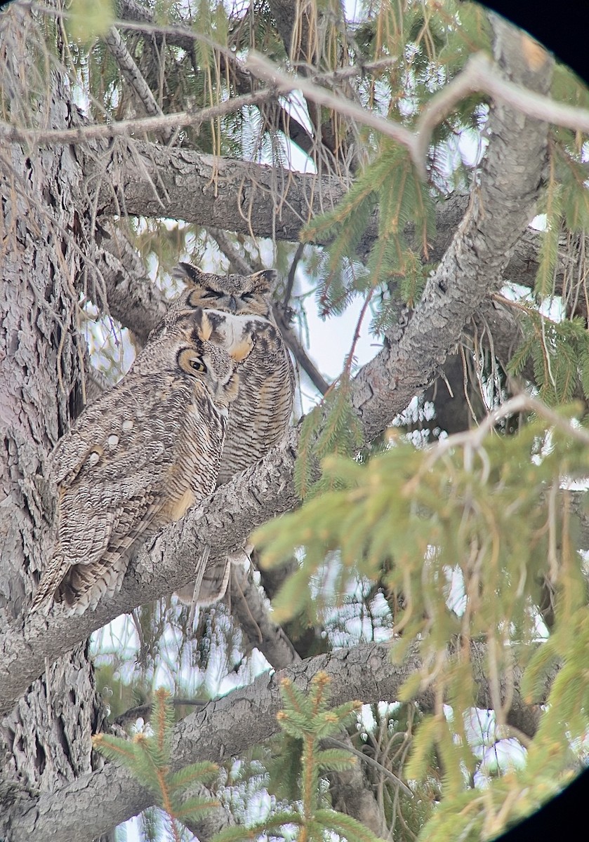 Great Horned Owl - ML613787573