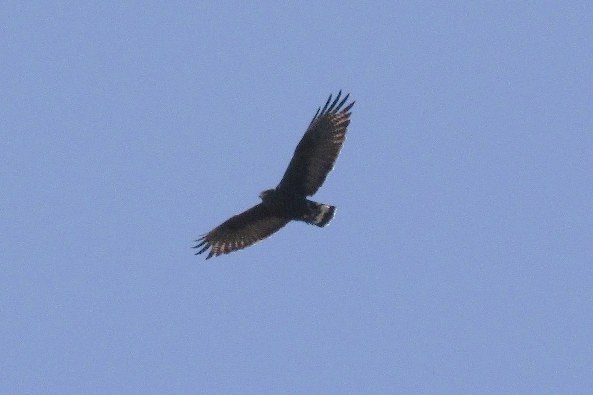 Zone-tailed Hawk - ML613787601