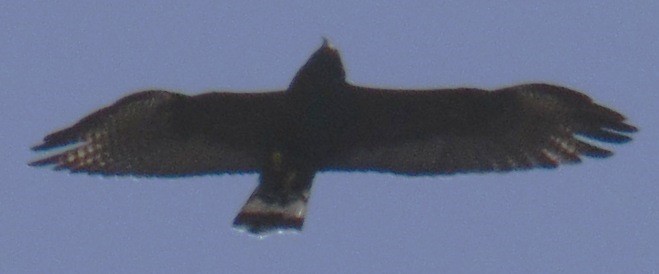Zone-tailed Hawk - Diego Caiafa