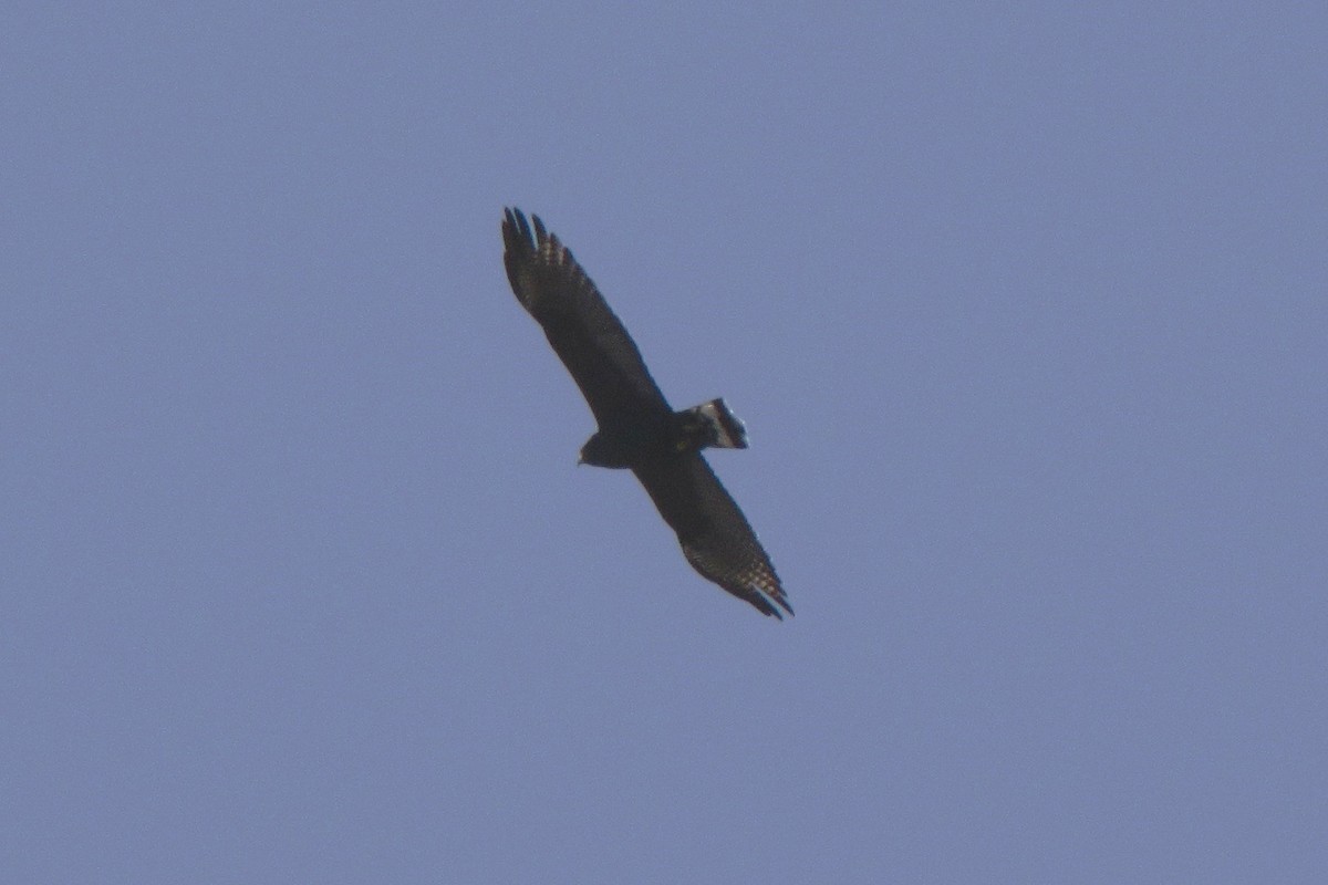 Zone-tailed Hawk - ML613787603