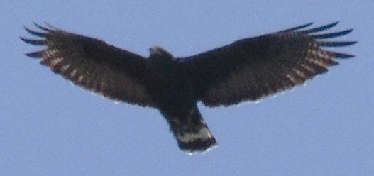 Zone-tailed Hawk - ML613787604