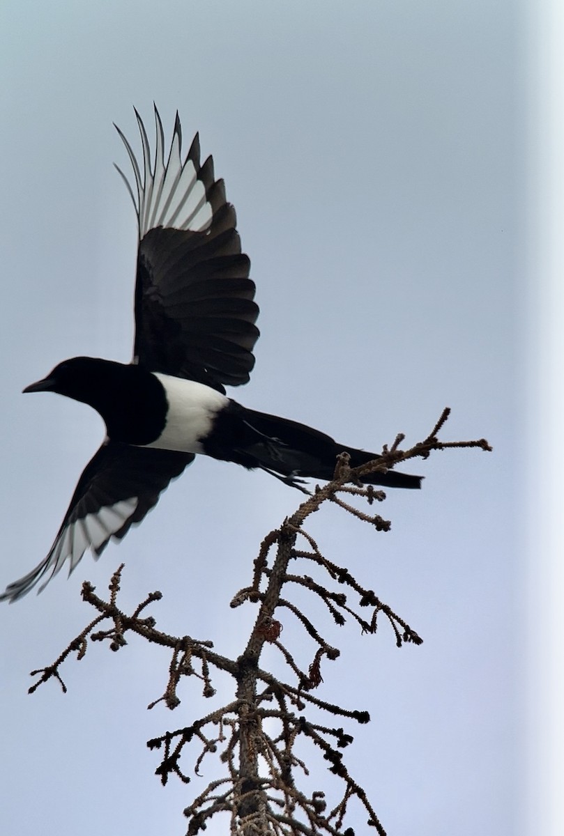 Black-billed Magpie - Logan Knaphus