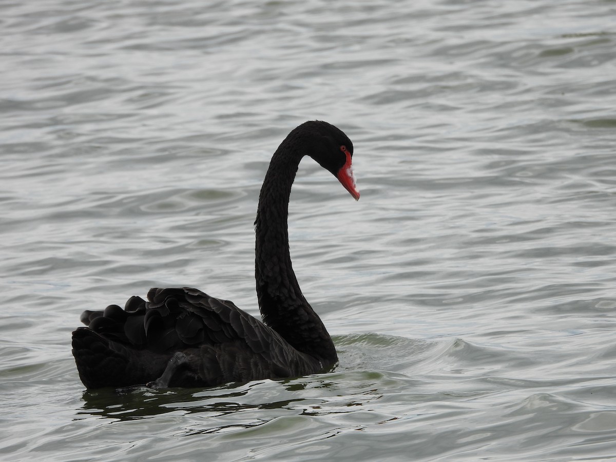 Black Swan - ML613787613