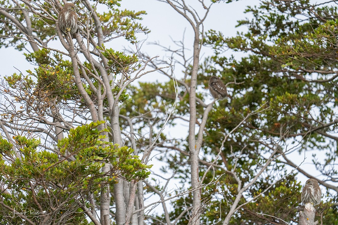 Austral Pygmy-Owl - ML613787771