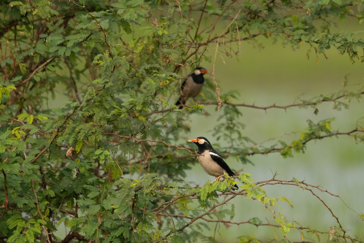 Indian Pied Starling - ML613787866