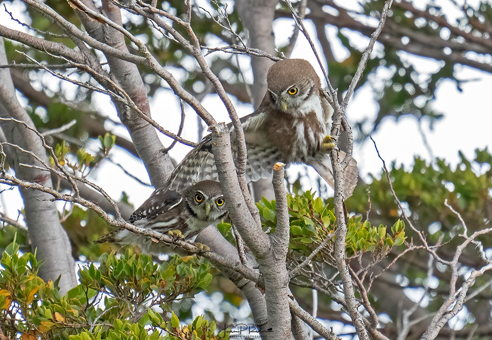 Austral Pygmy-Owl - ML613787869