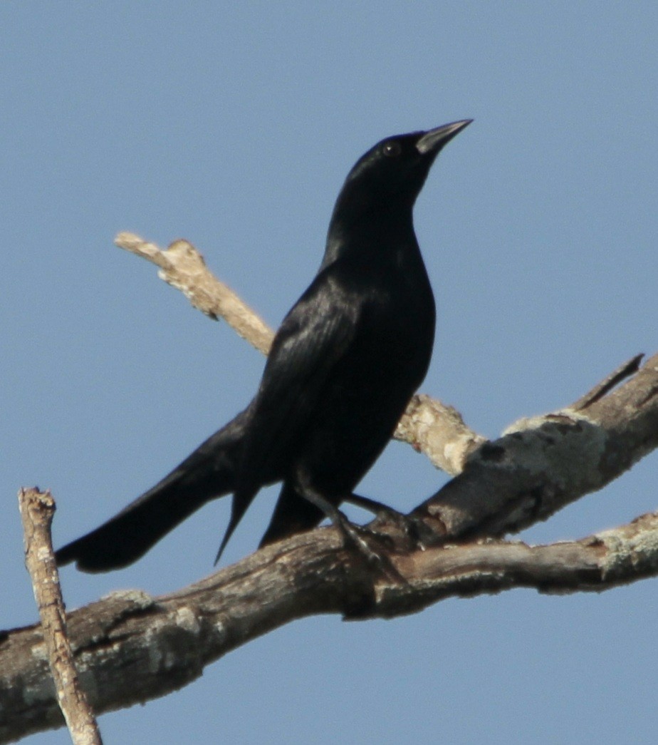 Cuban Blackbird - ML613787964