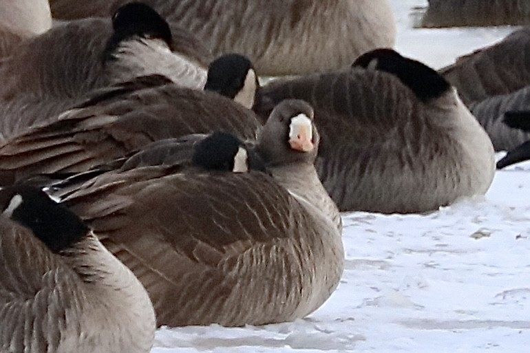 Greater White-fronted Goose - ML613788341