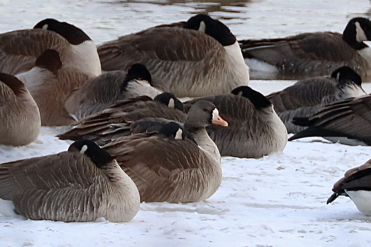 Greater White-fronted Goose - ML613788373