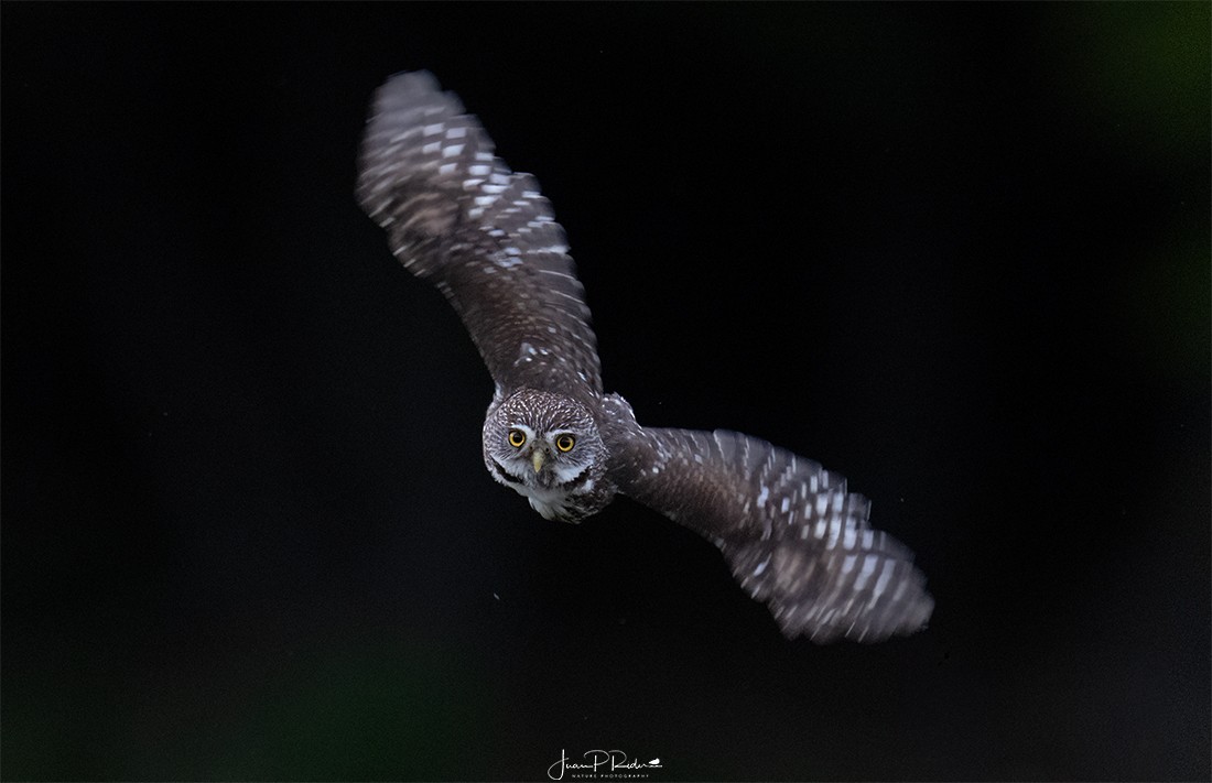 Austral Pygmy-Owl - JUAN PABLO  RIDER LEGISOS