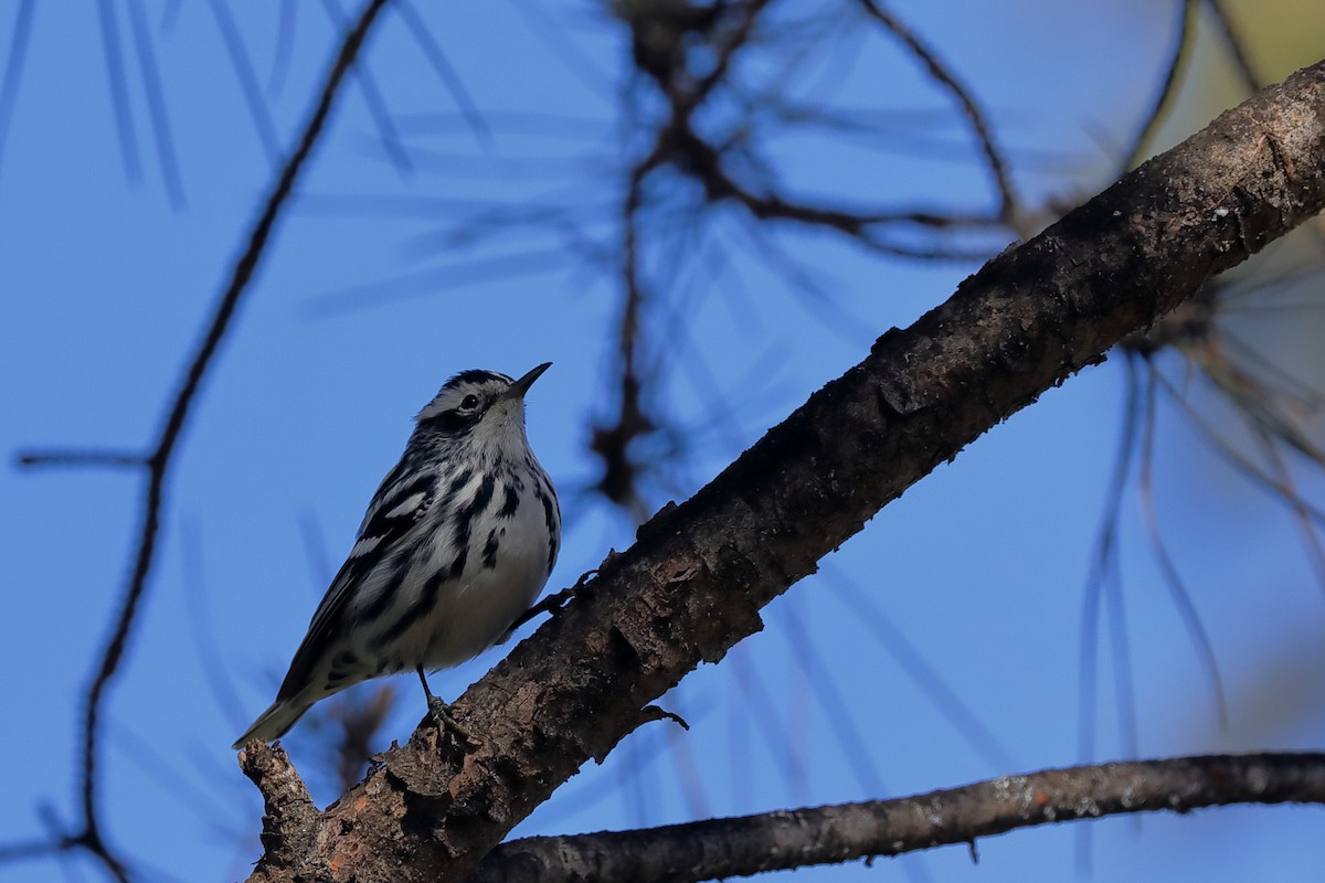 Black-and-white Warbler - ML613788571