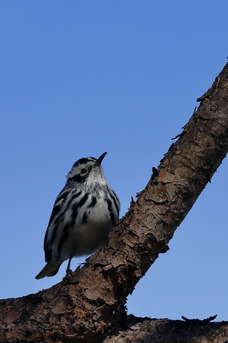 Black-and-white Warbler - ML613788586