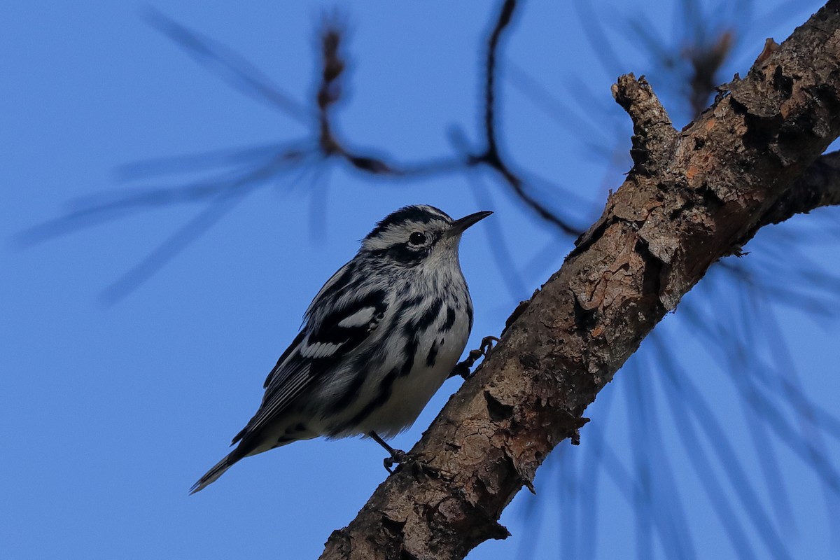 Black-and-white Warbler - ML613788624