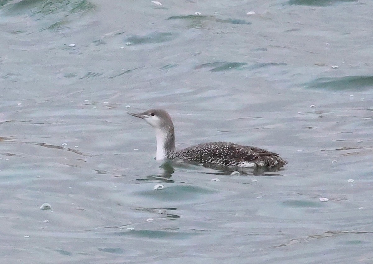 Red-throated Loon - ML613788775