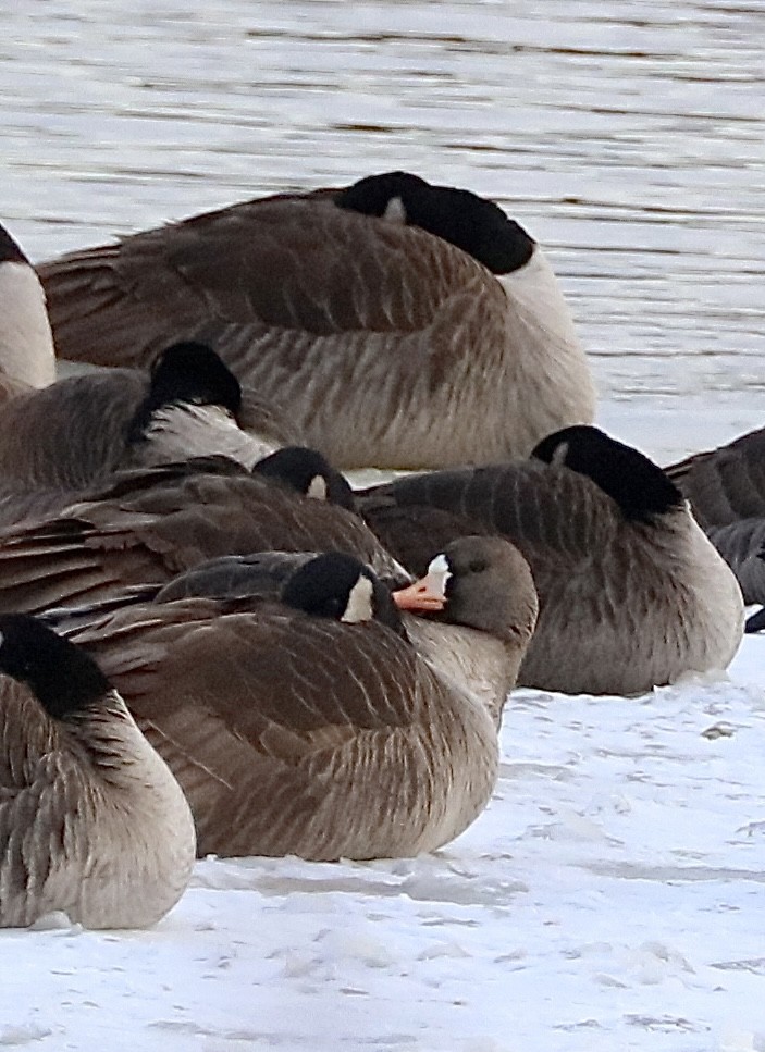 Greater White-fronted Goose - ML613788885