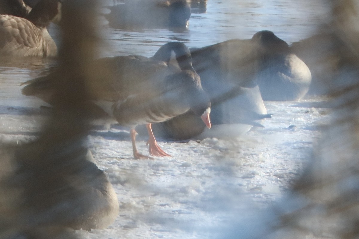 Greater White-fronted Goose - ML613788901