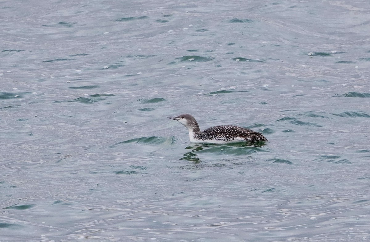 Red-throated Loon - ML613788924