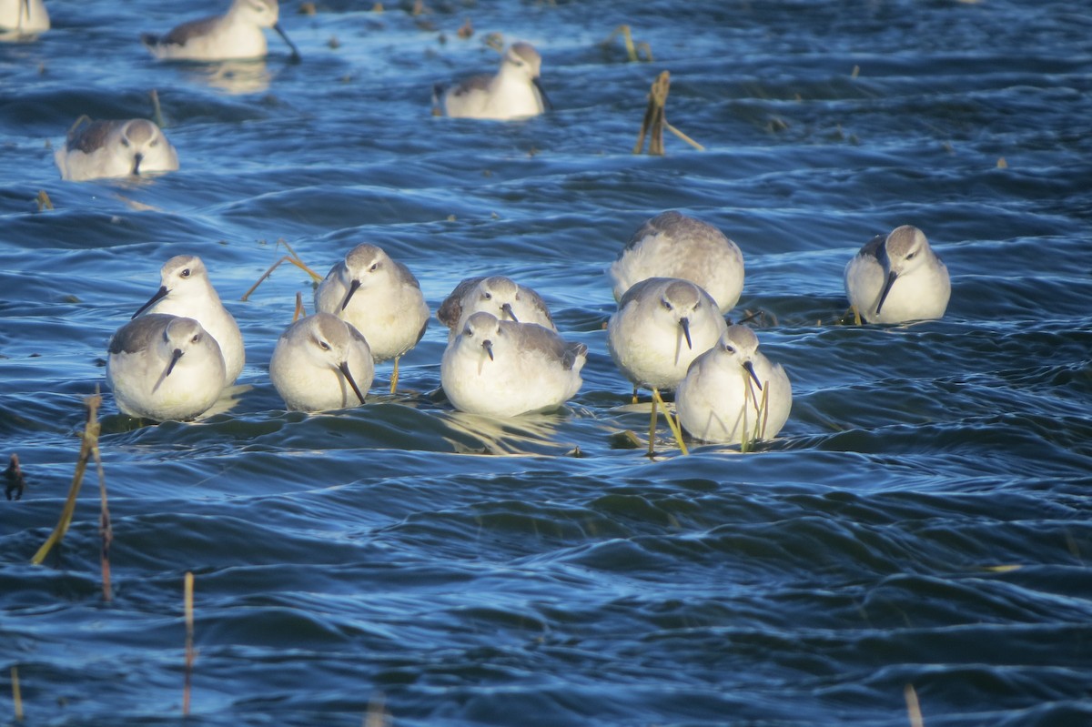 eBird Checklist 19 Jan 2024 Rio Gallegos 1 species