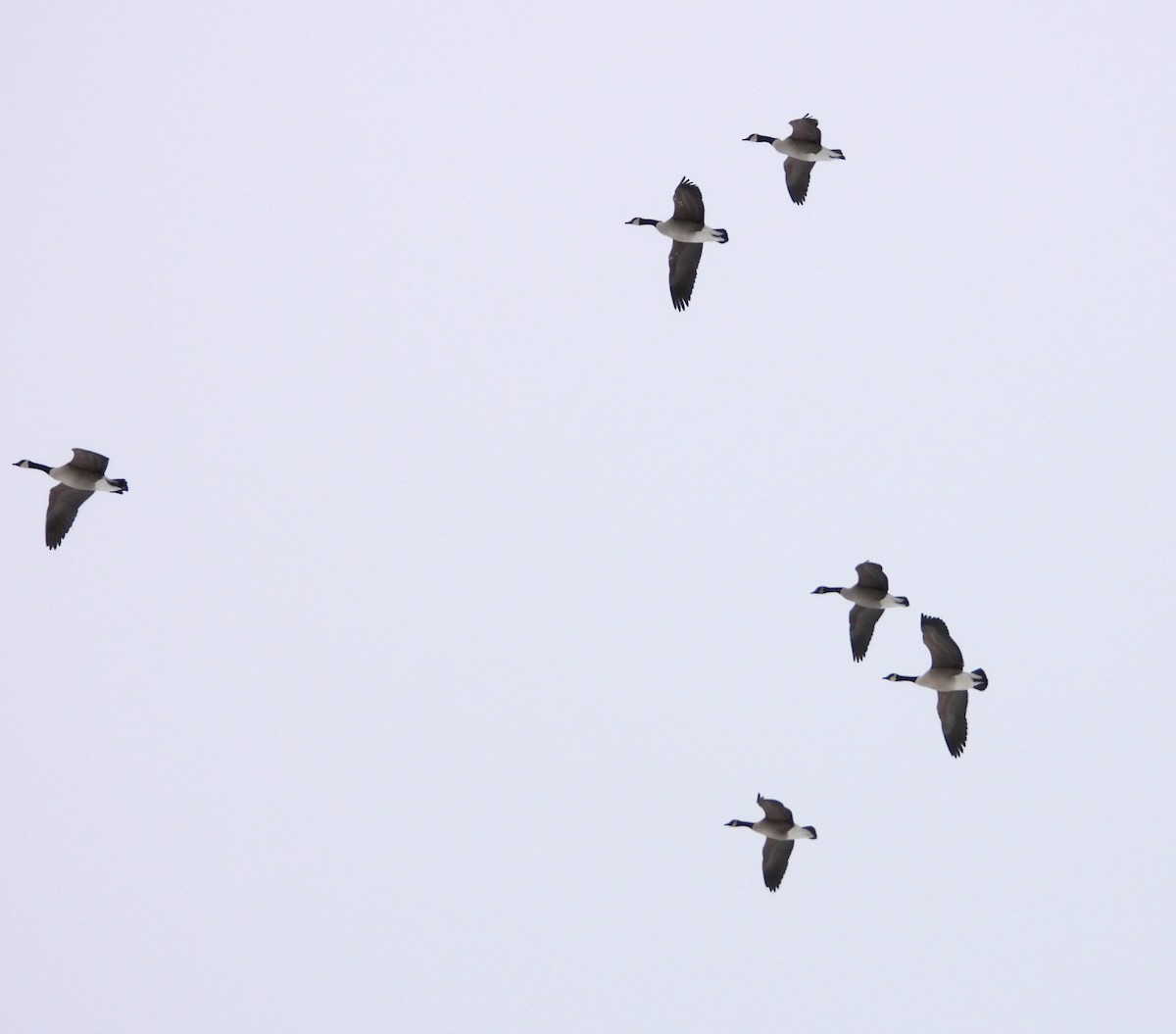 eBird Checklist 20 Jan 2024 JT Farms, Ellington (Private Property