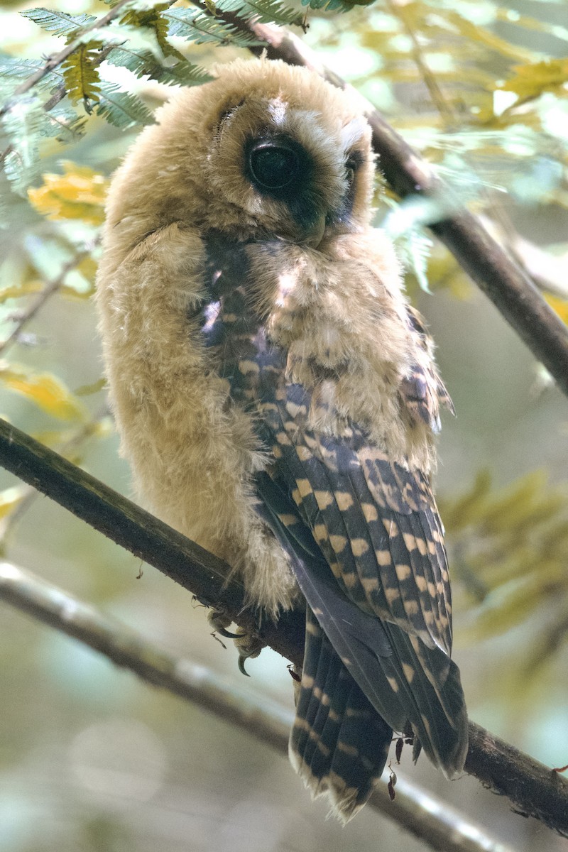 Rufous-banded Owl - ML613789150