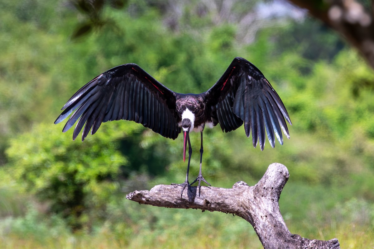 African Woolly-necked Stork - ML613789227