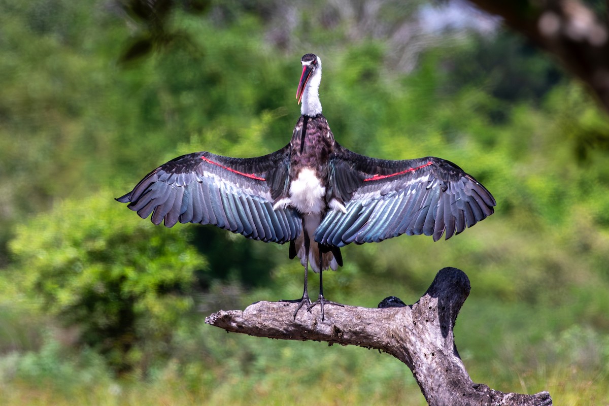 African Woolly-necked Stork - ML613789228