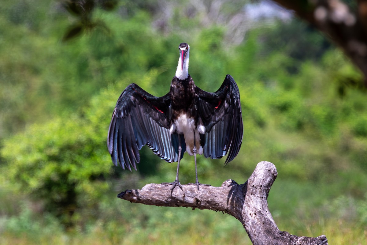 African Woolly-necked Stork - Tyler Davis